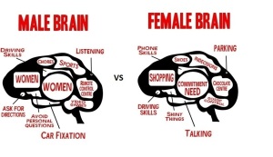 male vs female brain